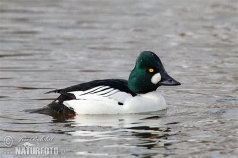 telkkä poikanen|Telkänpoikanen kuoriutuu. Common goldeneye (Bucephala。